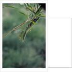 Mantis religiosa (praying mantis) by Anonymous