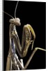 Mantis religiosa (praying mantis) by Anonymous