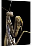 Mantis religiosa (praying mantis) by Anonymous