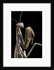 Mantis religiosa (praying mantis) by Anonymous
