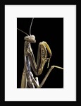 Mantis religiosa (praying mantis) by Anonymous