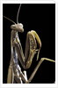 Mantis religiosa (praying mantis) by Anonymous