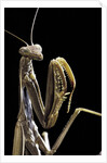 Mantis religiosa (praying mantis) by Anonymous