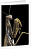 Mantis religiosa (praying mantis) by Anonymous