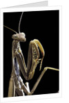 Mantis religiosa (praying mantis) by Anonymous