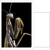 Mantis religiosa (praying mantis) by Anonymous