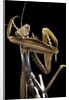 Mantis religiosa (praying mantis) by Anonymous