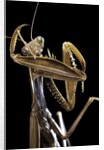 Mantis religiosa (praying mantis) by Anonymous
