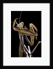 Mantis religiosa (praying mantis) by Anonymous