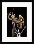 Mantis religiosa (praying mantis) by Anonymous