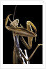 Mantis religiosa (praying mantis) by Anonymous