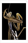 Mantis religiosa (praying mantis) by Anonymous