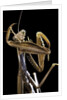 Mantis religiosa (praying mantis) by Anonymous