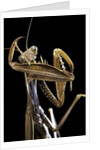 Mantis religiosa (praying mantis) by Anonymous