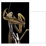 Mantis religiosa (praying mantis) by Anonymous