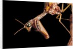 Mantispa styriaca (mantidfly) - portrait by Anonymous