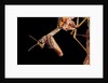 Mantispa styriaca (mantidfly) - portrait by Anonymous