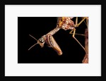 Mantispa styriaca (mantidfly) - portrait by Anonymous