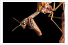 Mantispa styriaca (mantidfly) - portrait by Anonymous