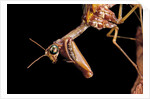 Mantispa styriaca (mantidfly) - portrait by Anonymous