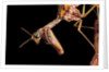 Mantispa styriaca (mantidfly) - portrait by Anonymous
