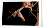 Mantispa styriaca (mantidfly) - portrait by Anonymous