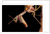 Mantispa styriaca (mantidfly) - portrait by Anonymous