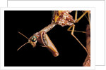 Mantispa styriaca (mantidfly) - portrait by Anonymous