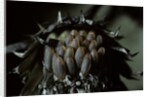 Melasoma populi (broad-shouldered leaf beetle, balsam poplar leaf beetle) - eggs by Anonymous