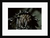 Melasoma populi (broad-shouldered leaf beetle, balsam poplar leaf beetle) - eggs by Anonymous