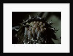 Melasoma populi (broad-shouldered leaf beetle, balsam poplar leaf beetle) - eggs by Anonymous