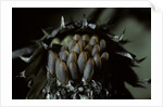 Melasoma populi (broad-shouldered leaf beetle, balsam poplar leaf beetle) - eggs by Anonymous