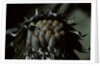 Melasoma populi (broad-shouldered leaf beetle, balsam poplar leaf beetle) - eggs by Anonymous