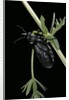 Meloe proscarabaeus (black oil beetle) by Anonymous