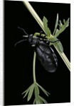 Meloe proscarabaeus (black oil beetle) by Anonymous
