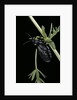 Meloe proscarabaeus (black oil beetle) by Anonymous