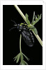 Meloe proscarabaeus (black oil beetle) by Anonymous
