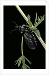 Meloe proscarabaeus (black oil beetle) by Anonymous
