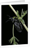 Meloe proscarabaeus (black oil beetle) by Anonymous