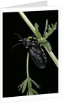 Meloe proscarabaeus (black oil beetle) by Anonymous