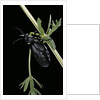 Meloe proscarabaeus (black oil beetle) by Anonymous
