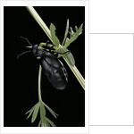 Meloe proscarabaeus (black oil beetle) by Anonymous