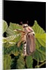 Melolontha melolontha (cockchafer, maybug) by Anonymous