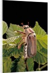 Melolontha melolontha (cockchafer, maybug) by Anonymous