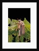 Melolontha melolontha (cockchafer, maybug) by Anonymous