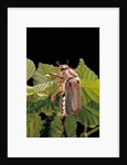 Melolontha melolontha (cockchafer, maybug) by Anonymous