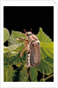 Melolontha melolontha (cockchafer, maybug) by Anonymous
