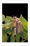 Melolontha melolontha (cockchafer, maybug) by Anonymous