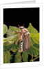 Melolontha melolontha (cockchafer, maybug) by Anonymous