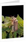 Melolontha melolontha (cockchafer, maybug) by Anonymous